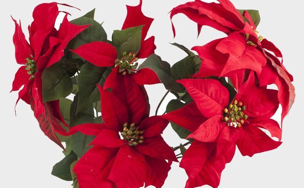 Poinsettia floral display