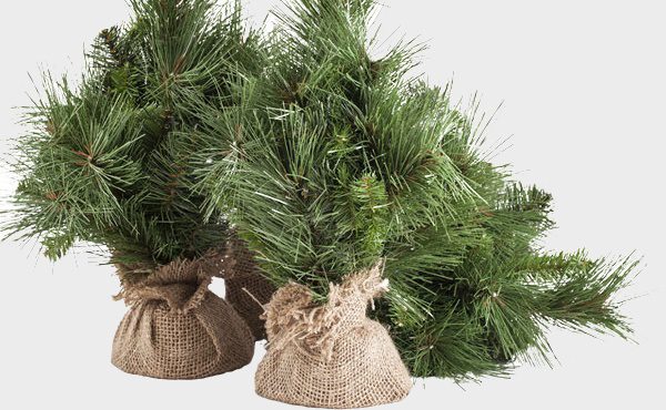 Christmas tree in burlap bag