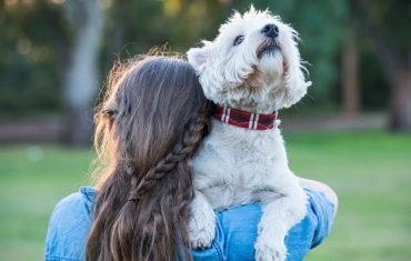 Get your paws on this new dog accessories range