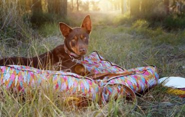 New pet accessories range features indigenous design