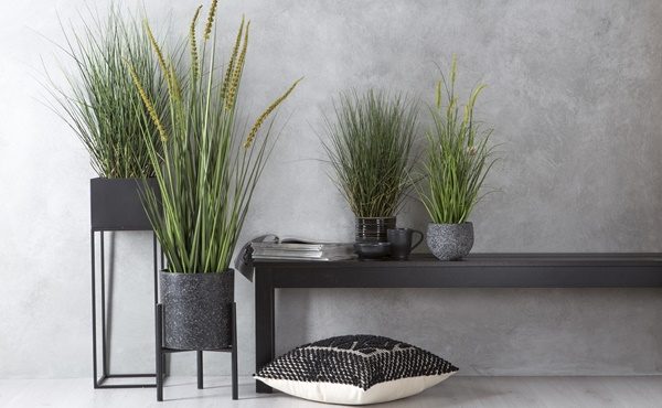 Indoor greenery with Rogue grass